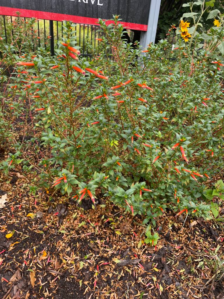 Plant name: Large Firecracker Plant Cuphea  